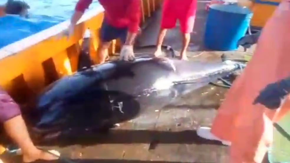 Atum azul de aproximadamente 400 kg foi pescado a 300 km da costa do Rio Grande do Norte &mdash; Foto: Reprodu&ccedil;&atilde;o