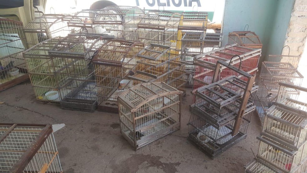 Ibama apreende animais em operação de combate a crimes contra a fauna silvestre no Ceará — Foto: Ibama/Divulgação