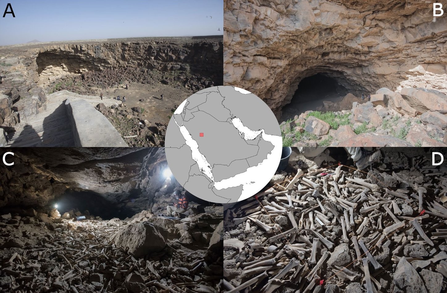 Pilha de ossos coletados por hienas encontrados nos túneis de lava na Arábia Saudita  (Foto: Reprodução/@StewieStewart13/Twitter)