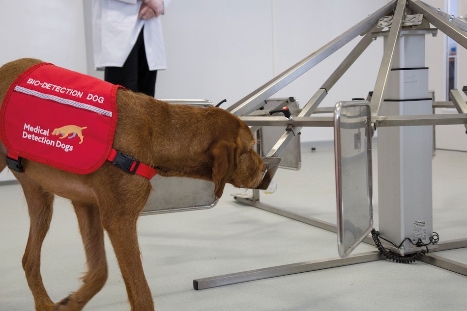 Cachorros são treinados para identificar câncer de próstata em testes (Foto: Emma Jeffery / Medical Detection Dogs )