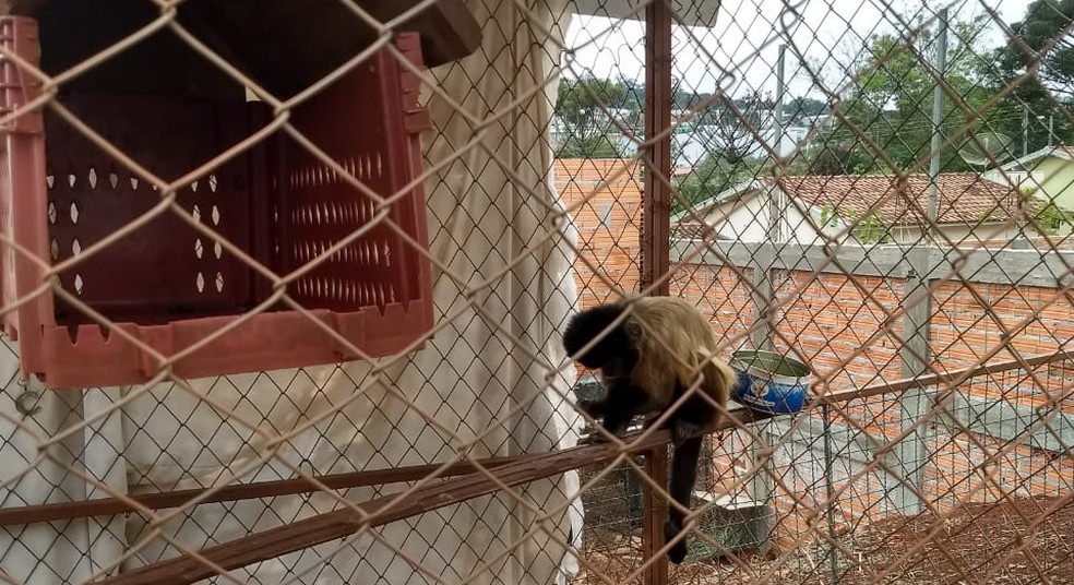 Macaco-prego também foi apreendido na casa após vistoria, segundo a PM (Foto: PM-PR/Divulgação)