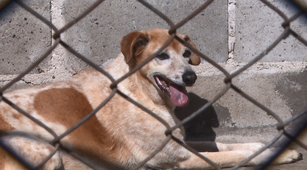 Projeto sugere criação de canis em presídios para detentos trabalharem cuidando de animais abandonados, no Ceará