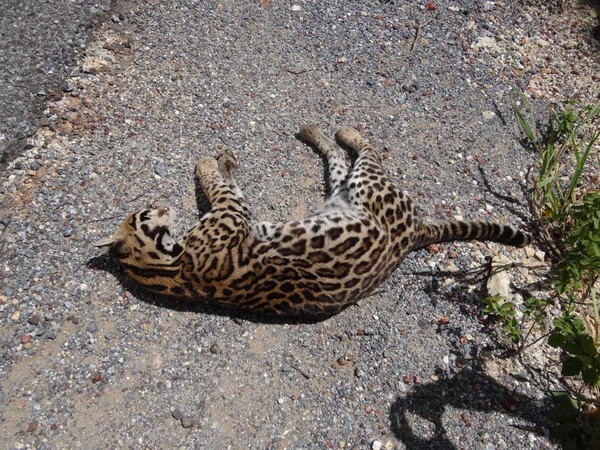 Rodovia da Morte': seis animais morrem atropelados por dia na BR-262 que  cruza o Pantanal de MS | Mato Grosso do Sul | G1