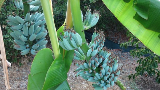 Banana Blue Java: conheça a fruta que tem gosto de baunilha e textura de sorvete