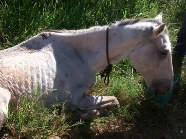 G1 - Cavalo dá 'cambalhota' ao tentar pular cerca de estábulo na Áustria -  notícias em Planeta Bizarro