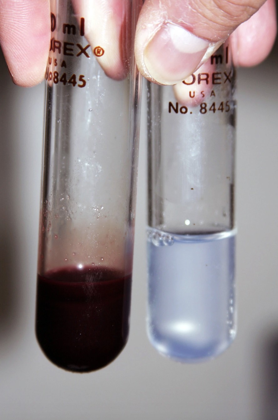 Ã€ direita, o sangue translúcido do peixe-gelo e, Ã  esquerda, sangue de um parente próximo do animal, que tem sangue vermelho (Foto: Northeastern University)