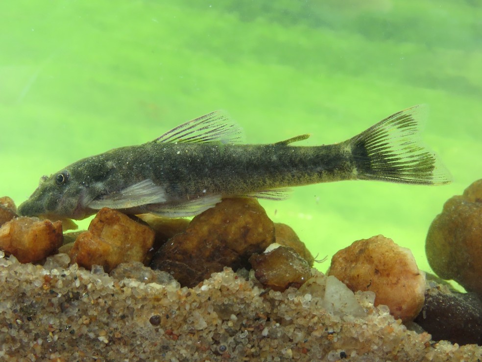 Peixe encontrado no interior da Paraíba recebe nome de Jackson do Pandeiro — Foto: Divulgação/Projeto Peixes da Caatinga