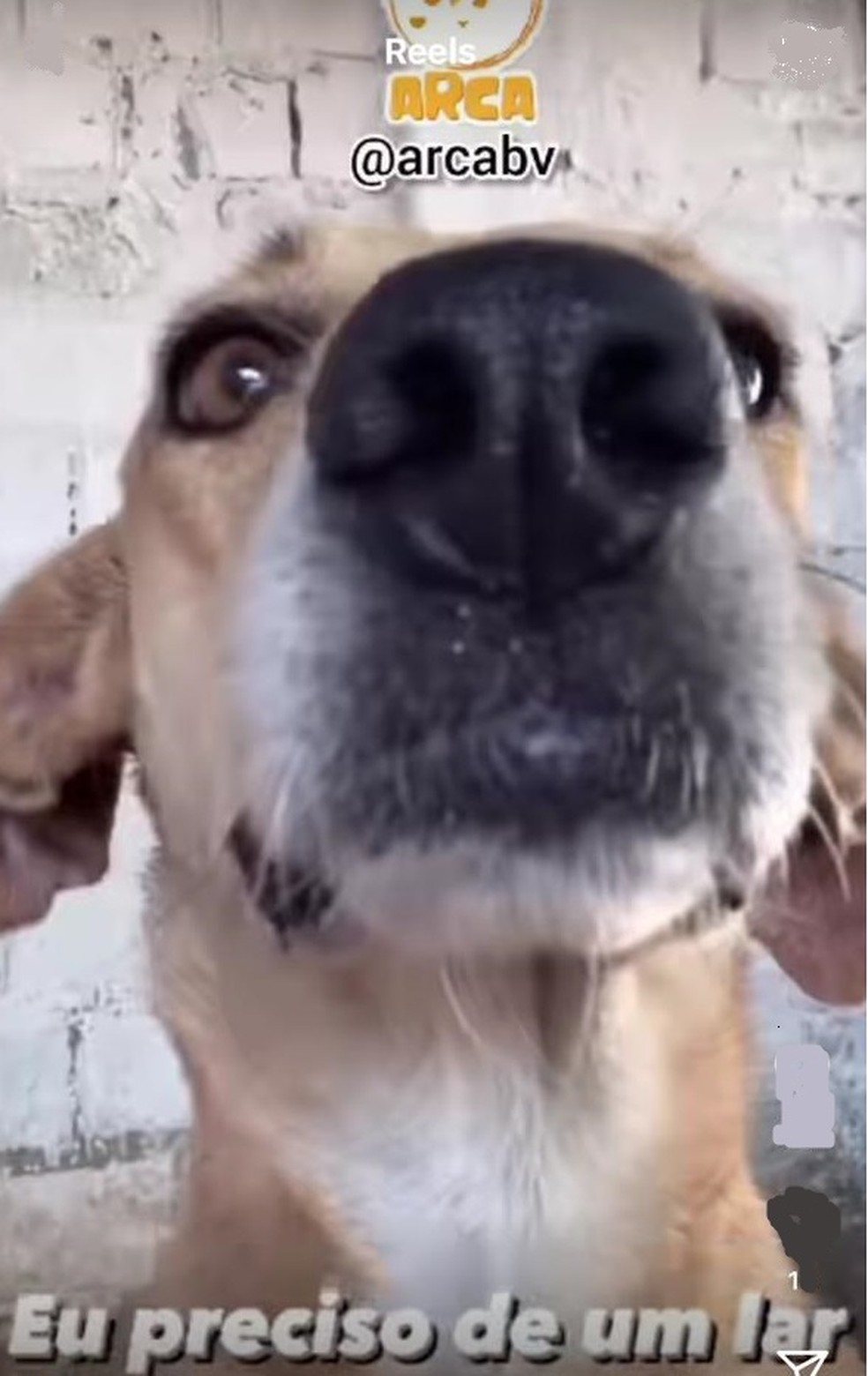 Ong Aposta Em Videos Divertidos Para Incentivar Adocao De Caes Cansado De Ser Feio E Triste Tenha Um Cachorro E Seja Somente Feio Roraima G1