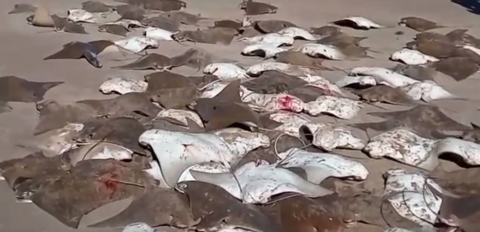 Parte das arraias pescadas foram distribuídas entre pescadores em Galinhos no RN. — Foto: Reprodução