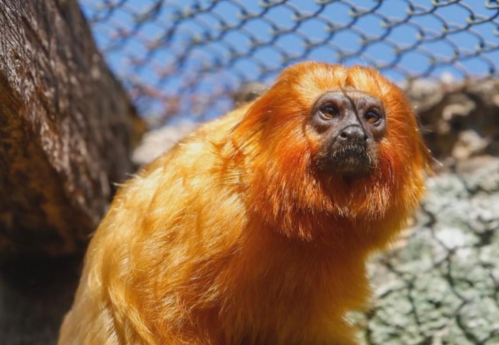 Zoo de Brasília recebe fêmea de mico-leão-dourado vítima de tráfico de animais