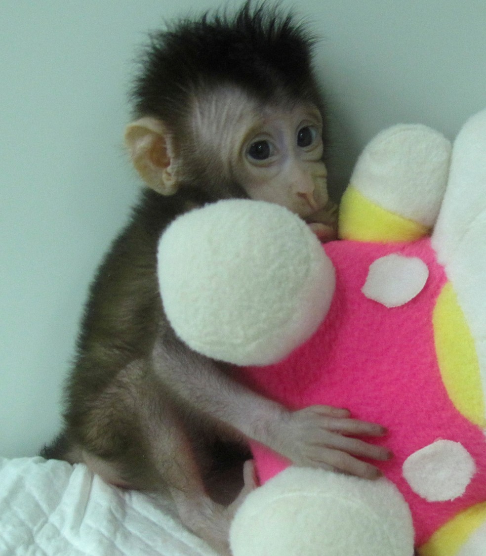 Huah Hua é um dos macacos clonados pela mesma técnica usada com a ovelha Dolly. (Foto: Qiang Sun e Mu-ming Poo/Academia Chinesa de Ciência/ Reuters)