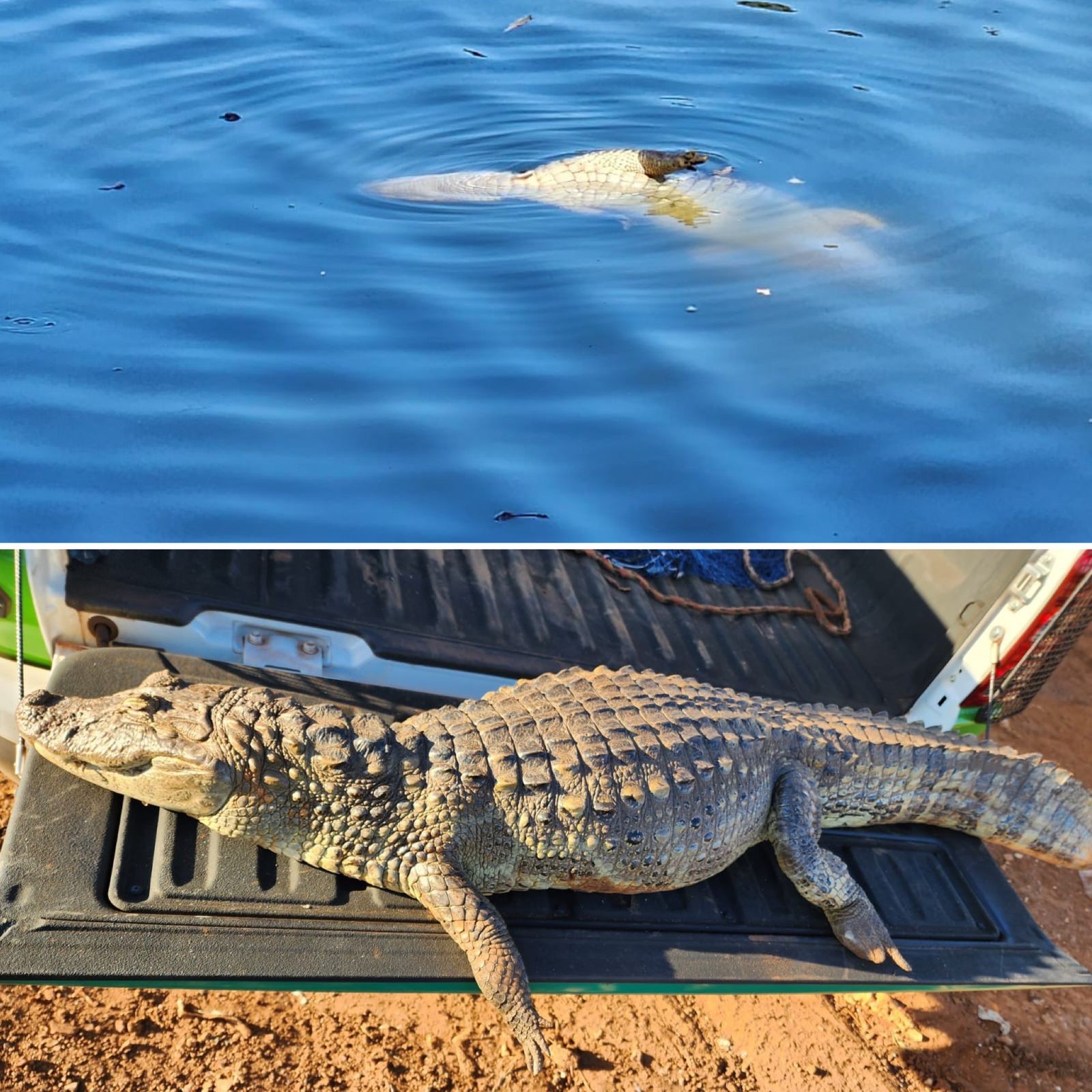 Jacaré flagrado em lago de parque é encontrado morto após se engasgar com sacola em Ourinhos