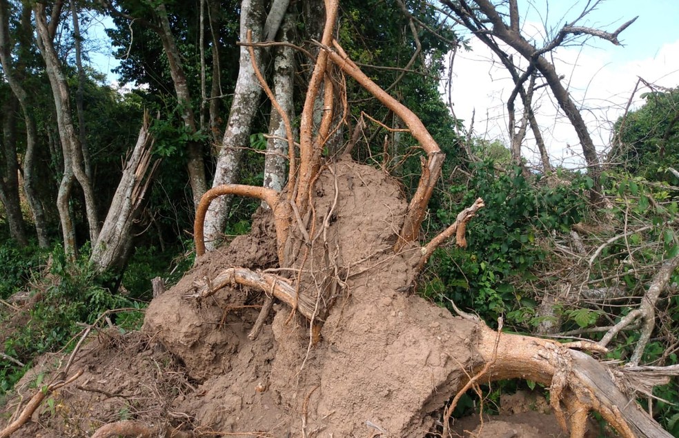 Homem é multado em R$ 160 mil após cortar e danificar com fogo mais de 100 árvores nativas em Conchas — Foto: Polícia Militar Ambiental/Divulgação