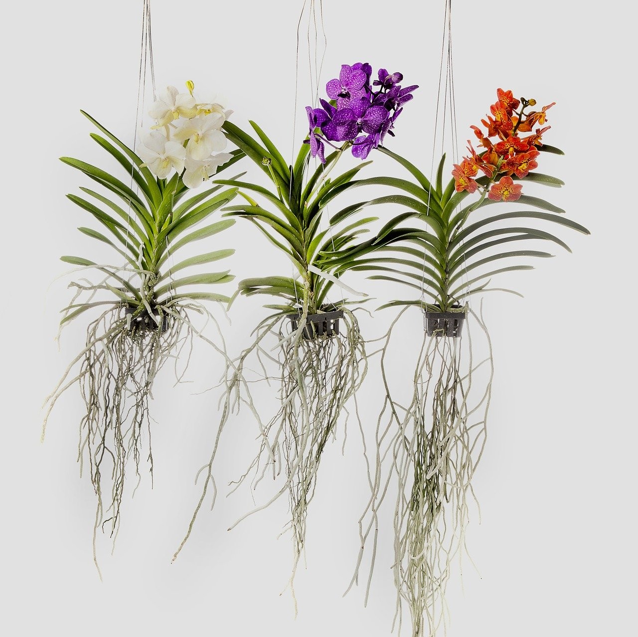 A Orquídea Vanda é um dos ornamentos mais queridos dos designers de interiores por sua delicadeza. (Foto: Pixabay/RainerBerns/CreativeCommons)