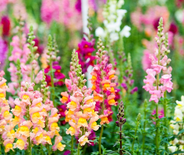 Colorful snapdragon flowers in a garden (Foto: Getty Images/iStockphoto)