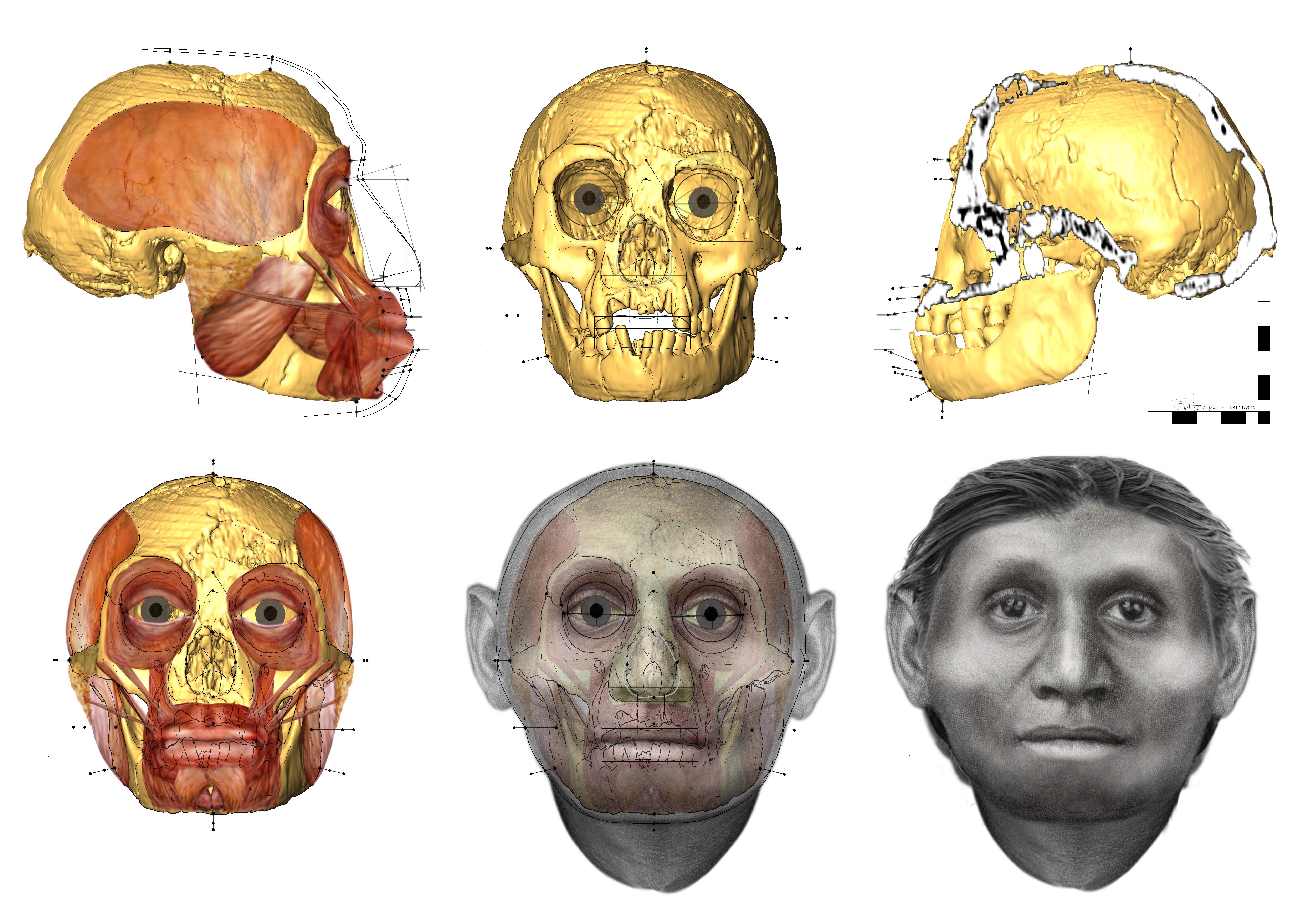 Reprodução de um Homo floresiensis (Foto: Divulgação)