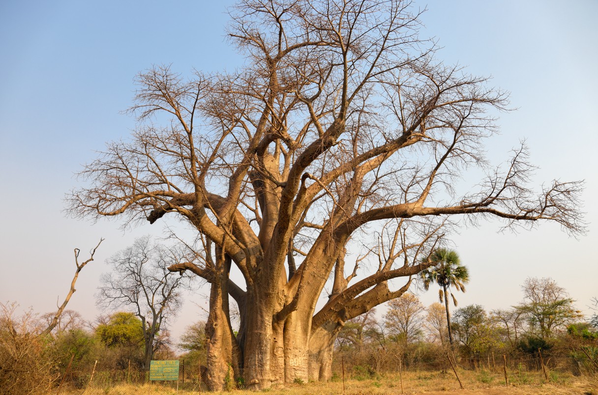 Baobá (Foto: iStock)
