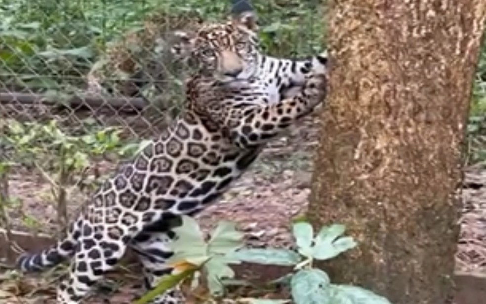 Onça que era criada como animal de estimação por família no Amazonas é levada para instituto em Goiás  — Foto: Reprodução/TV Anhanguera