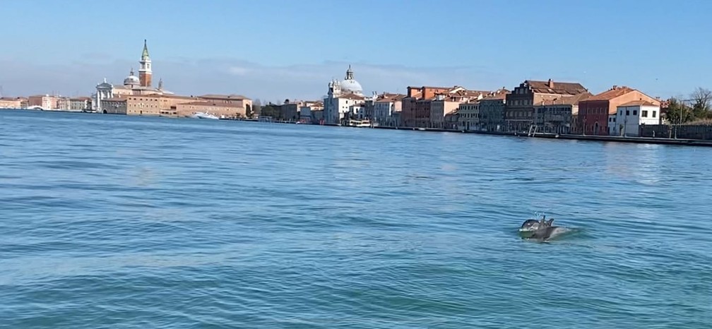 Golfinhos são avistados em canal de Veneza em foto de 22 de março de 2021 — Foto: Reprodução/CERT