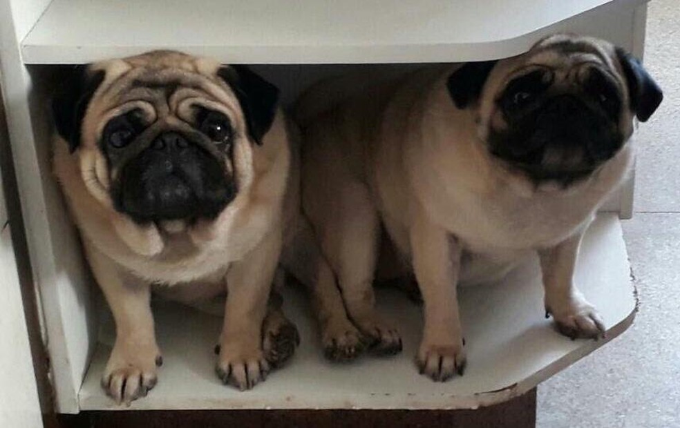 Estamos Desesperados Diz Dona De Dois Cachorros Da Raca Pug Roubados Em Barra Mansa Sul Do Rio E Costa Verde G1