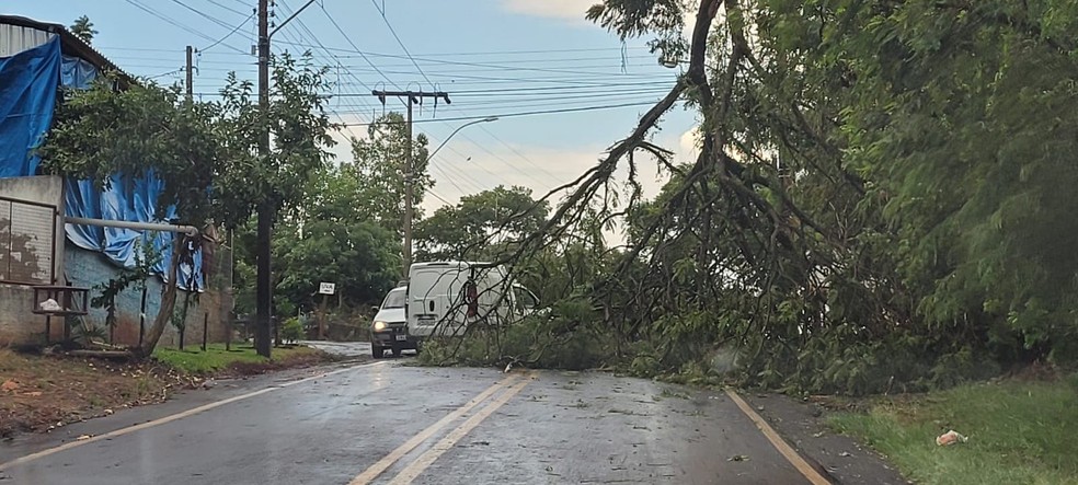Temporal acompanhado de fortes rajadas de vento provocou queda de árvores em Pinhalzinho — Foto: Elmo Zanchet/ Arquivo pessoal