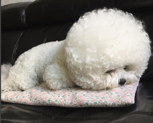 O bichon frusé Tori (Foto: bichon_tori/Instagram)