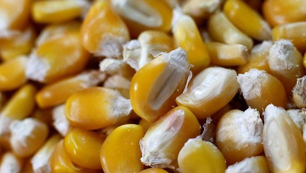 Grãos de milho são vistos em feira na Cidade do México ; safra ; colheita ; grãos ; agronegócio ;  (Foto: Henry Romero/Reuters)