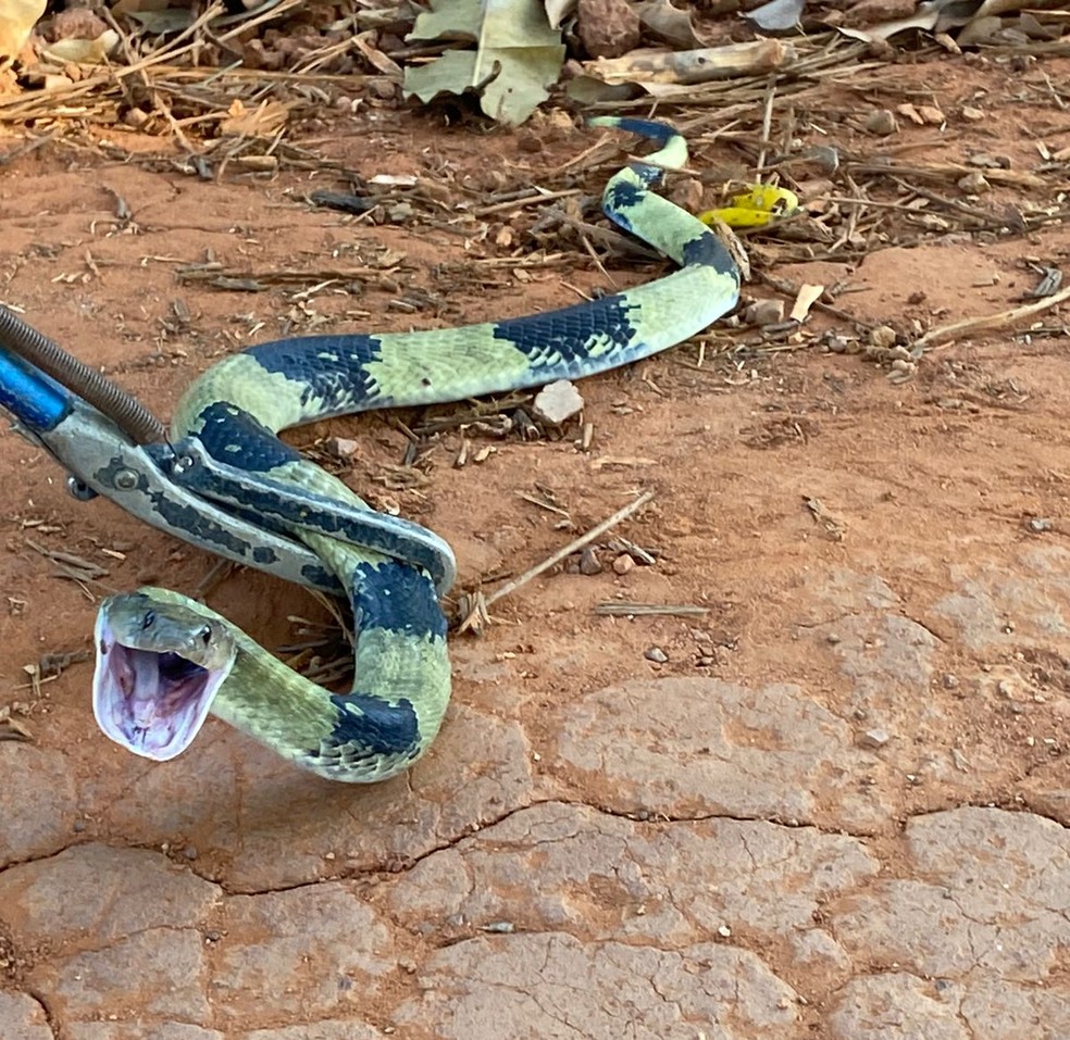 O biólogo explica que a cobra abre a boca como uma forma de defesa — Foto: Reprodução/Corpo de Bombeiros