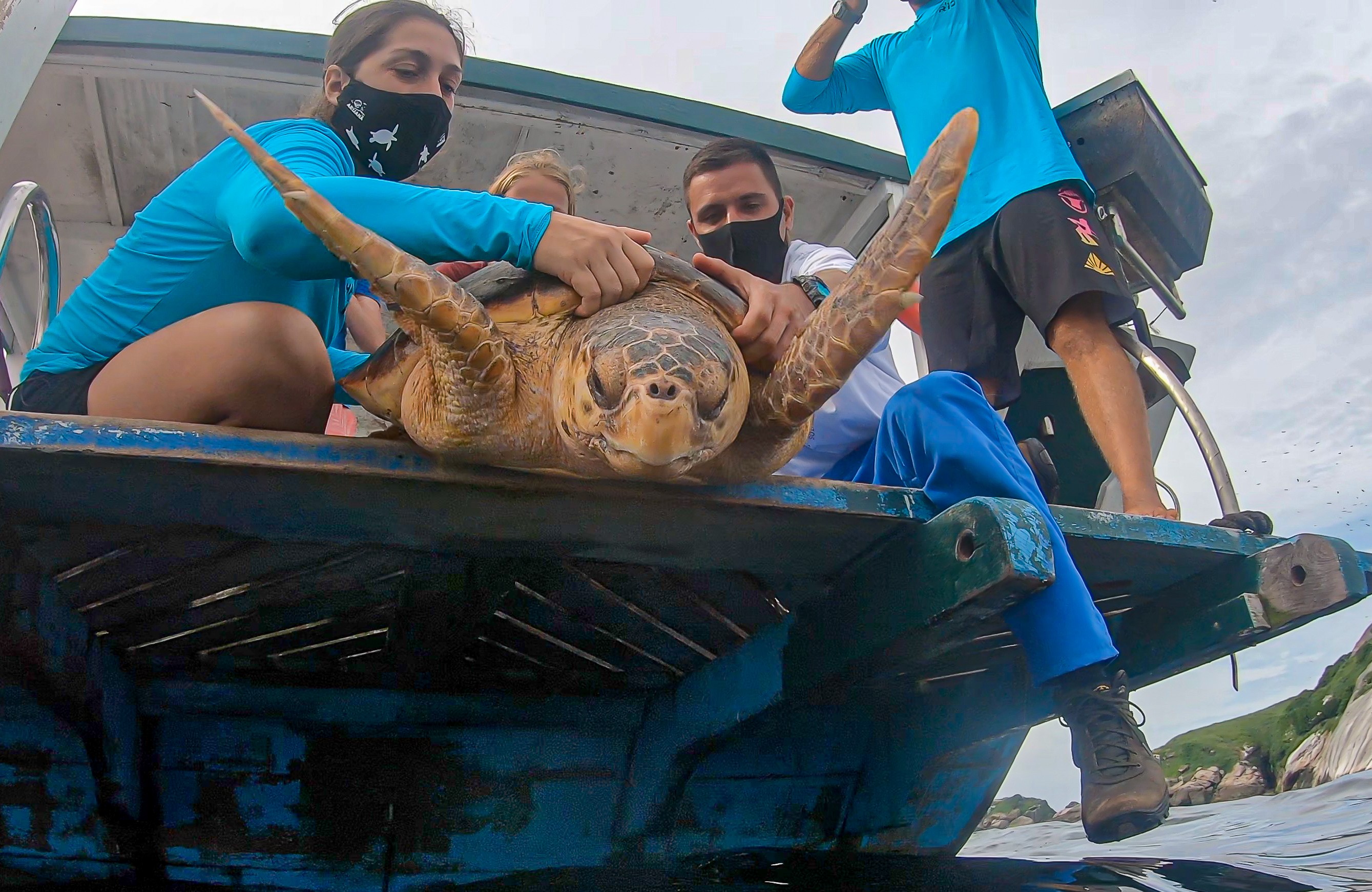 Soltura de tartaruga nas Ilhas Cagarras: uma rede de informação que se estende de Sul ao Sudeste ajuda a entender a difícil relação do humano com esses animais (Foto: Agência Petrobrás)