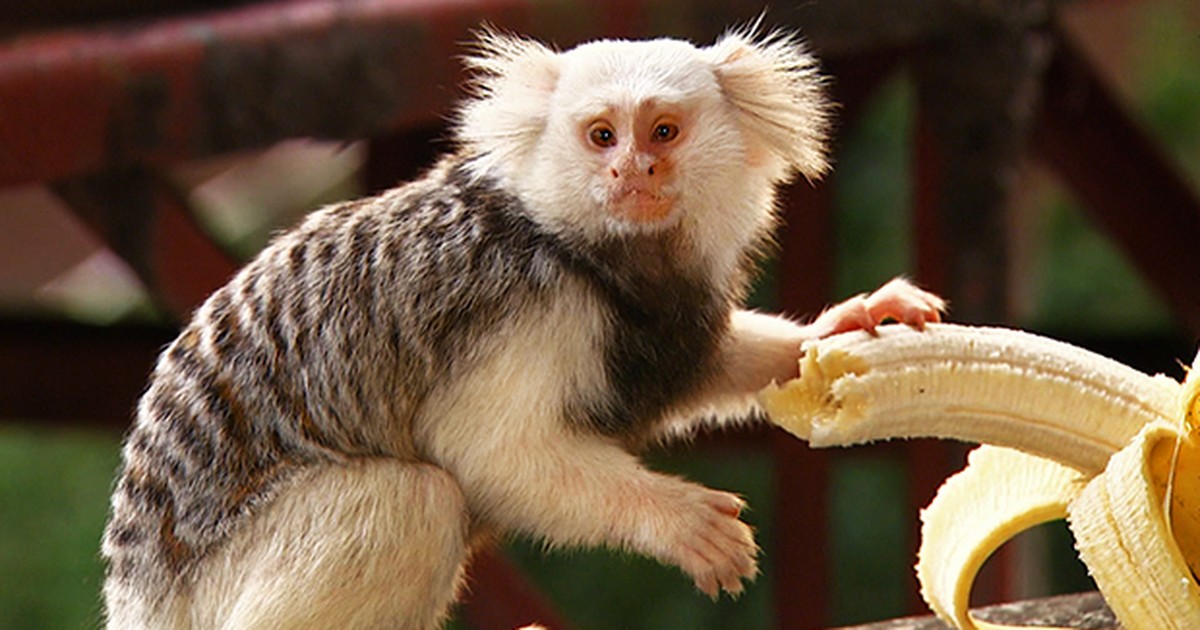 Sagui Albino, O albinismo é uma anomalia orgânica, caracter…