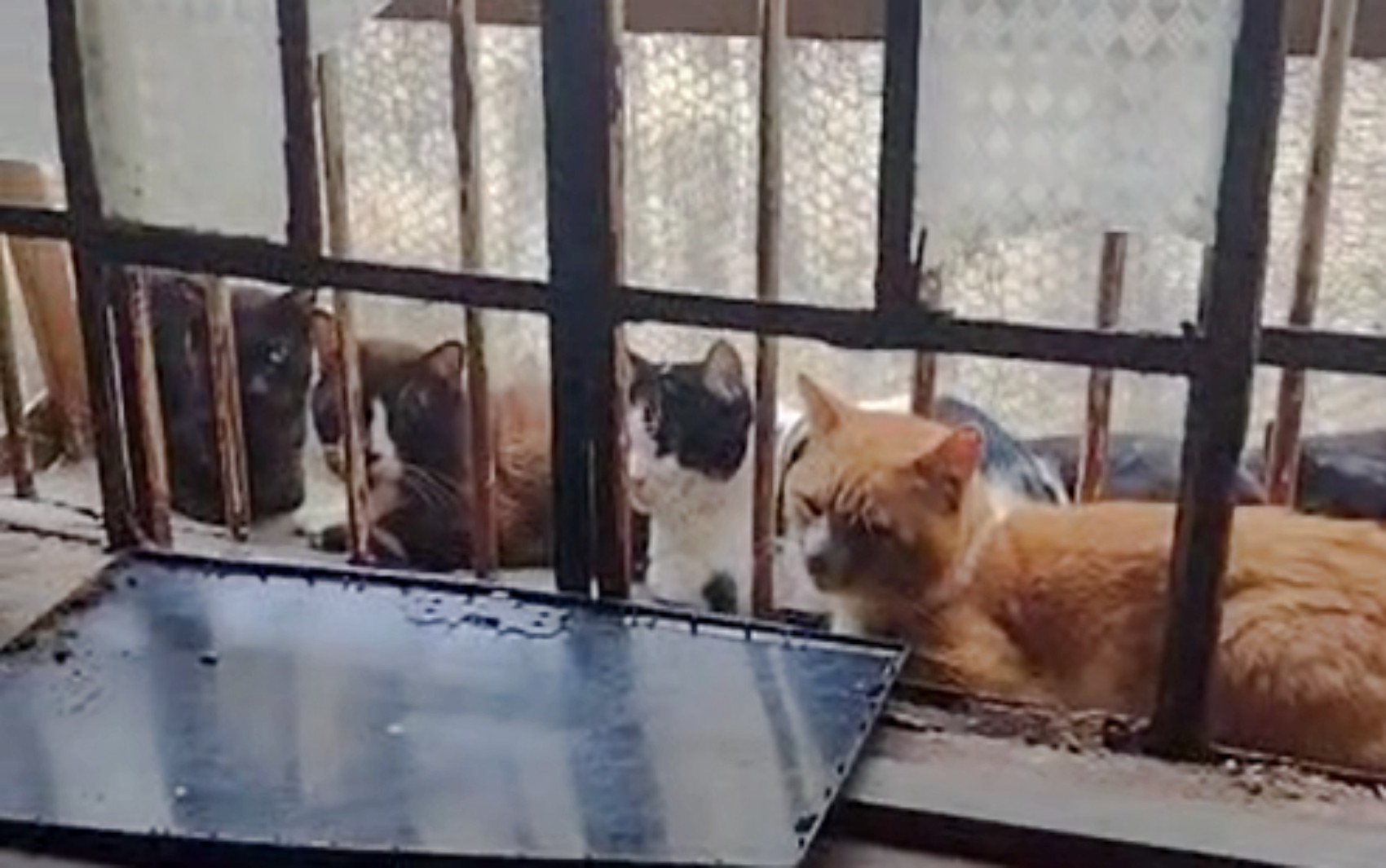 Trinta e cinco gatos e um cão são resgatados em situação de maus-tratos em MG; um casal foi preso