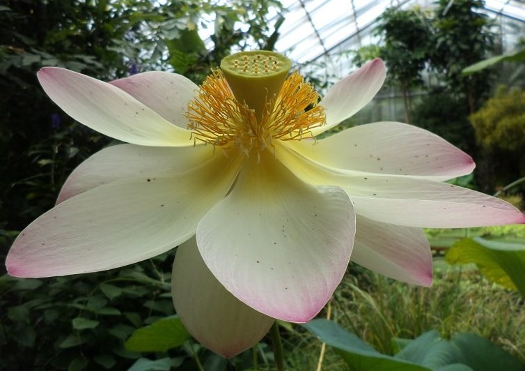 Nelumbo como a flor usada no ensaio de Natalia Gurova