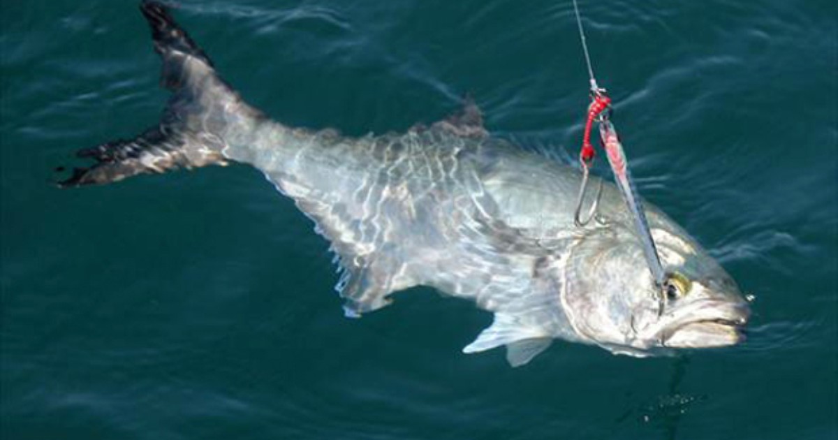 Anchova (Pomatomus saltatrix)