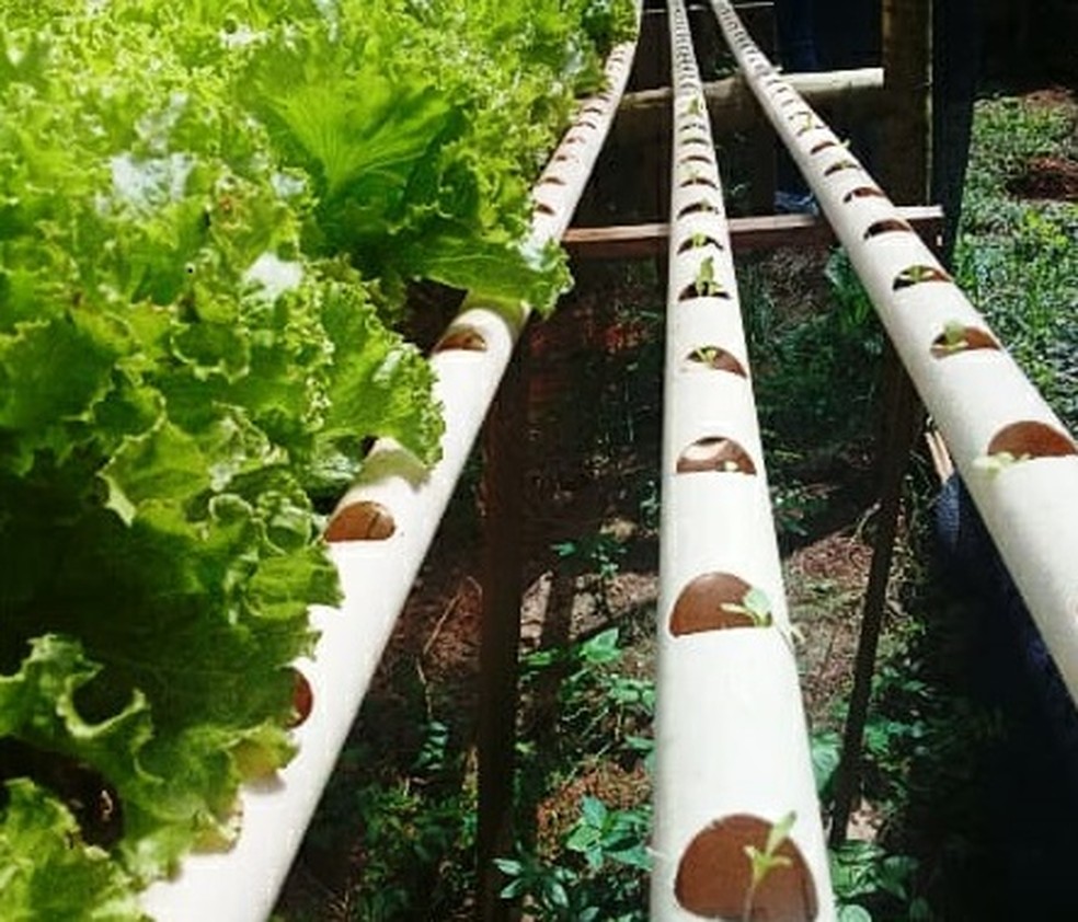 Produtos da horta da escola sÃ£o vendidos para a comunidade e utilizados na merenda dos alunos â Foto: Cleuma Rodrigues / Arquivo pessoal