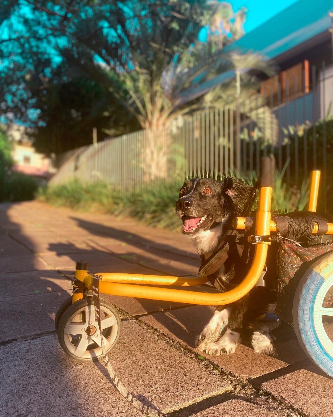 Mickey, cachorro vira-lata do Rio Grande do Sul, ganhou o apelido de "doguinho motorizado" nas redes (Foto: @mickeyoviralata/ Instagram)
