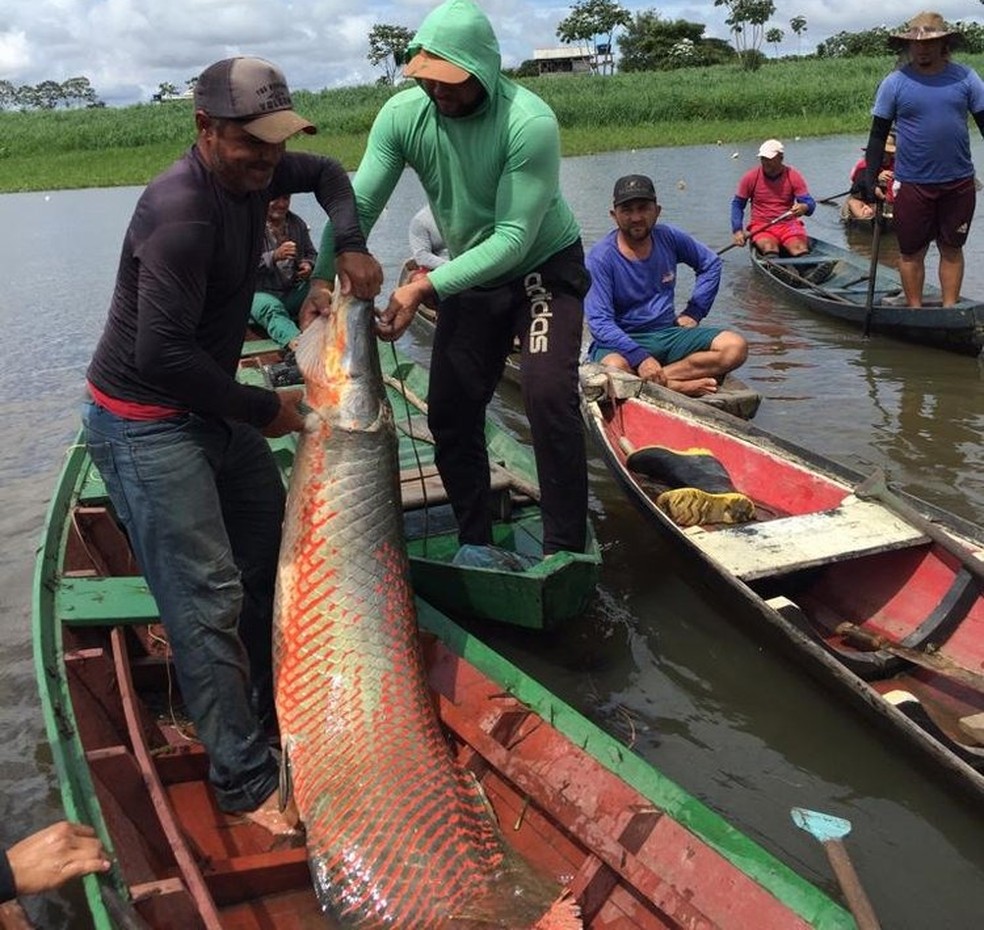 Pesca coletiva de pirarucu manejado em Pixuna do Tapará, em Santarém — Foto: Sapopema/Divulgação