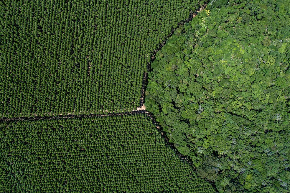 Suzano’s eucalyptus forest in Mucuri, Bahia — Foto: Divulgação