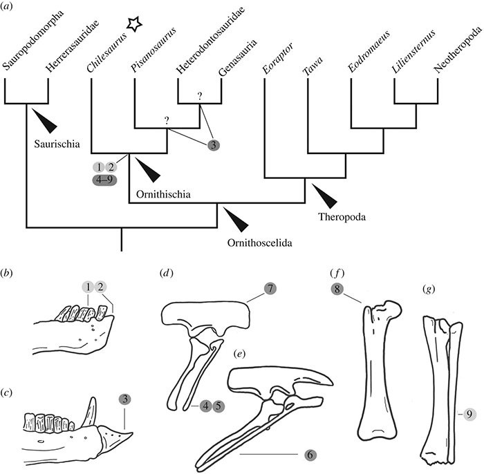A árvore genealógica dos dinossauros talvez seja reescrita (Foto: Universidade de Cambridge)