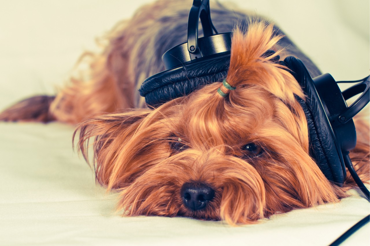 Músicas mais lentas, como o reggae, podem acalmar o cachorro, diminuindo seu batimento cardíaco  (Foto: Canva/ CreativeCommons.)