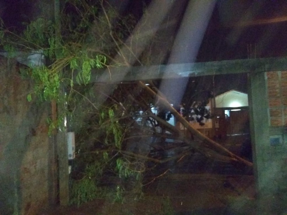 Temporal também derrubou árvores no Conjunto Habitacional João Domingos Netto — Foto: Cláudia Vieira/Cedida