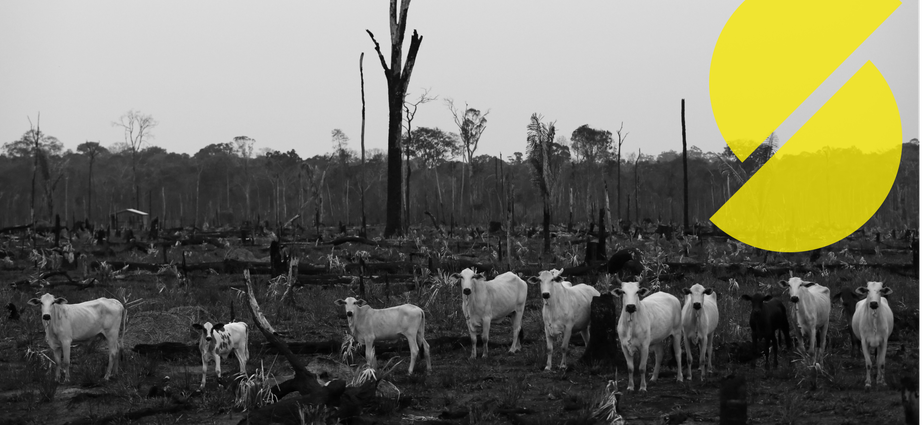 Cattle are seen on a tract of Amazon jungle after a fire in Apui, Amazonas state, Brazil September 5, 2019. Picture taken September 5, 2019.