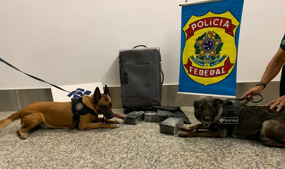  Cães farejadores da Receita e da Polícia Federal ajudaram a encontrar quase 10 quilos de cocaína no aeroporto de Brasília — Foto: Polícia Federal/ Divulgação