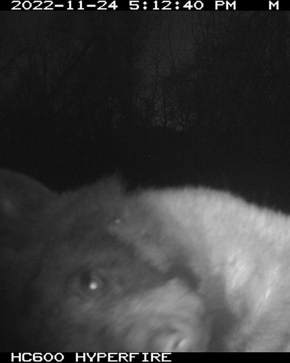 Urso flagrado por câmera com sensor de movimento em Boulder, nos EUA, janeiro de 2023. — Foto: City of Boulder Open Space & Mountain Parks