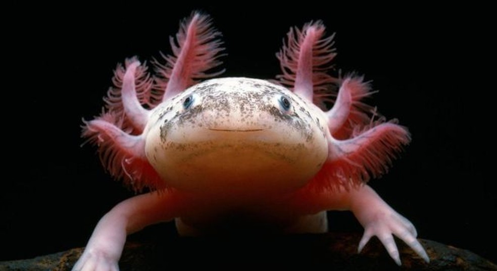 Aparência dos axolotes divide opiniões — para alguns, eles são adoráveis, para outros, criaturas bizarras — Foto: Mindem Pictures/Alamy/BBC