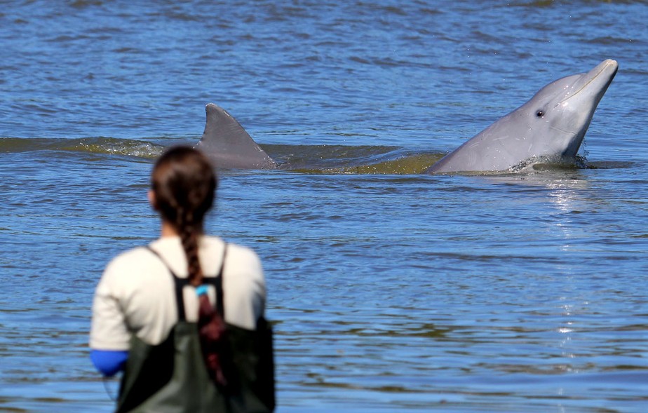 Em Laguna, Santa Catarina, pessoas e golfinhos aumentam o sucesso da captura de peixes quando coordenam ações