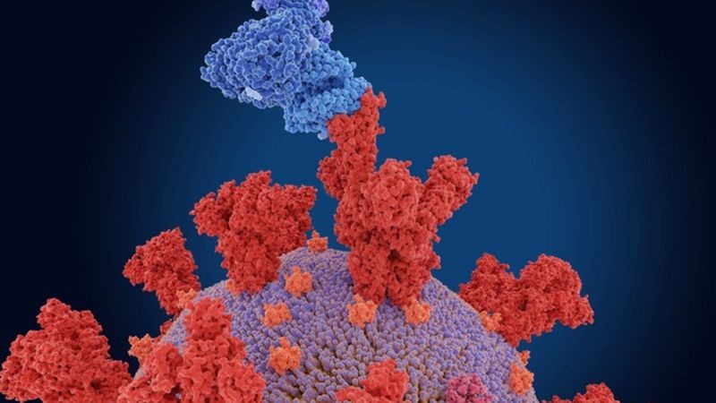 A espícula (estrutura vermelha) se conecta com receptores da célula (estrutura azul) para dar início à infecção (Foto: Getty Images via BBC News)