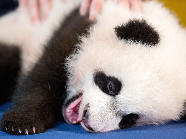 O filhote de panda gigante Bei Bei é apresentado oficialmente pelo Zoológico Nacional de Washington na quarta (16) (Foto: AP Photo/Andrew Harnik)