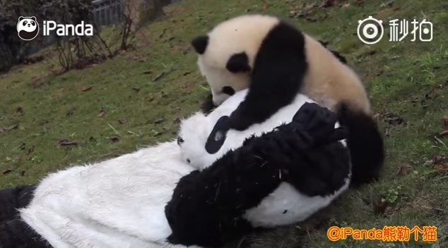 Panda brinca com cuidador fantasiado de panda