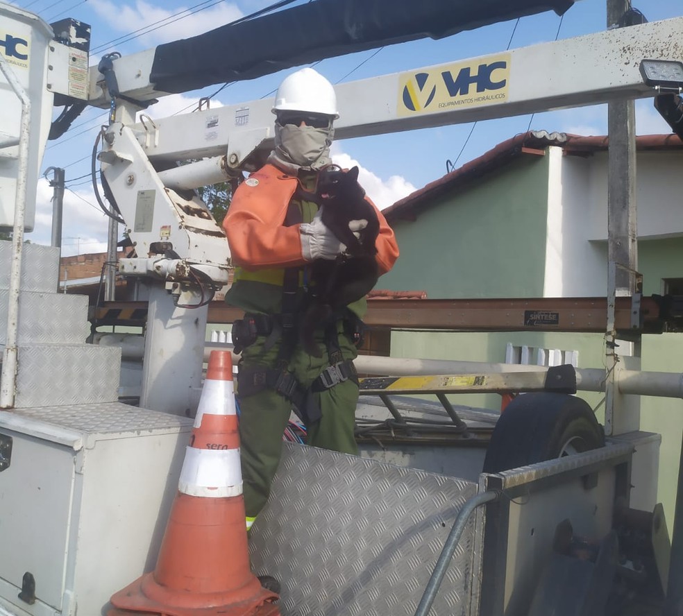 Gato foi resgatado após passar 24 horas em cima de um poste — Foto: Cosern/Divulgação