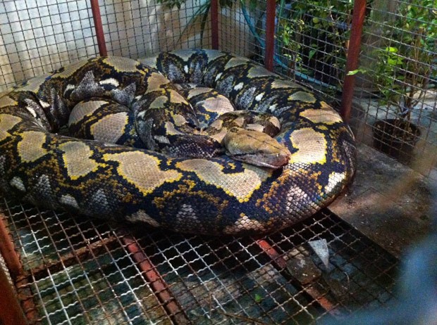 Cobra pesava cerca de 200 quilos e foi encontrada perto de restaurante (Foto: Reprodução/Facebook/Bombeiros de Talat Phlu)
